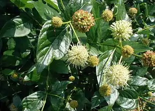 Amerikansk Knapbusk (Cephalanthus occidentalis).