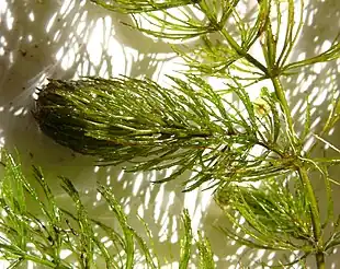 Tornfrøet Hornblad (Ceratophyllum demersum) Foto: Bernd Haynold