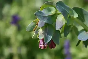 Stor Voksurt (Cerinthe major)