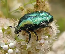 Grøn guldbasse (Cetonia aurata)