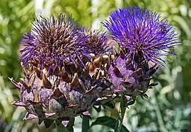 Artiskok (Cynara scolymus).