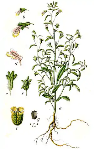 Liden Torskemund (Chaenorhinum minus)