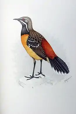 Orange klippehopper Chaetops aurantius