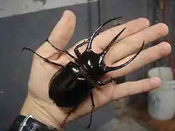 Chalcosoma caucasus, hanEn asiatisk næsehornsbille
