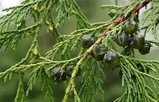 Nutkacypres (Callitropsis nootkatensis)