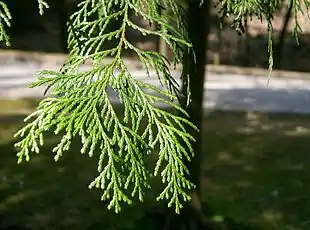 Solcypres (Chamaecyparis obtusa)Foto: KENPEI