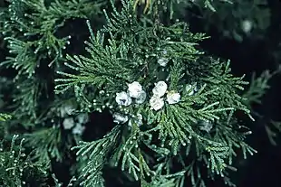 Løv og kogler af Hvid ædelcypres