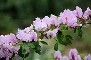 Purpurgyvel (Chamaecytisus purpureus)Foto: Amada44