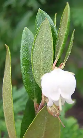 Chamaedaphne calyculata