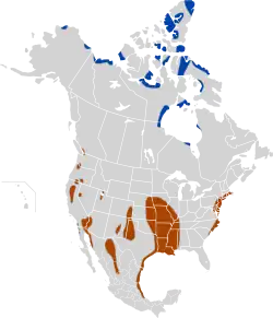 Snegåsen i Nordamerika
 
       
     Sommer            Vinter