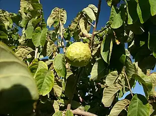 Cherimoya-familien