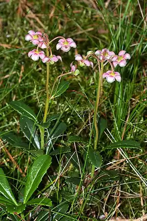 Skærmvintergrøn (Chimaphila umbellata)