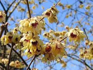Vinterblomst (Chimonanthus praecox)