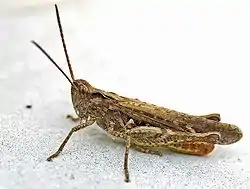 Alm. markgræshoppeChorthippus brunneus