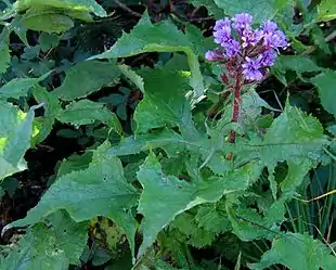 Almindelig Turt (Cicerbita alpina) Foto: Boris Gaberšček