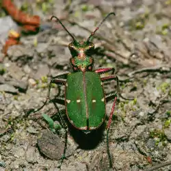 Grøn sandspringer (Cicindela campestris)