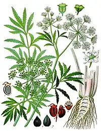 Illustration fra 1887 i Koehler's Medicinal-Plants