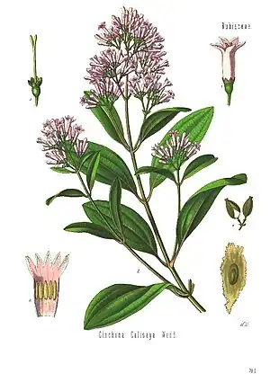 Cinchona calisayaFra Koehler's Medicinal-Plants, 1887