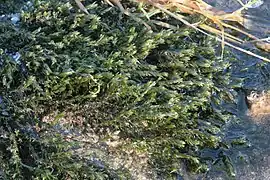 Kilde-Rammeblad Cinclidotus fontinaloides