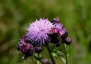 Agertidsel (Cirsium arvense).