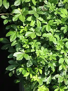 Japanvin (Cissus striata) Foto: peganum (på flickr)