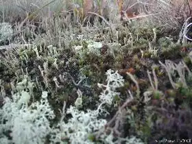 Gulhvid Rensdyrlav forrest. Bagved flere arter af Bægerlav.