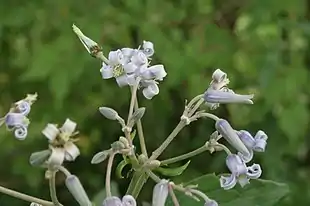 Opret skovranke (Clematis stans)Foto: Sten Porse