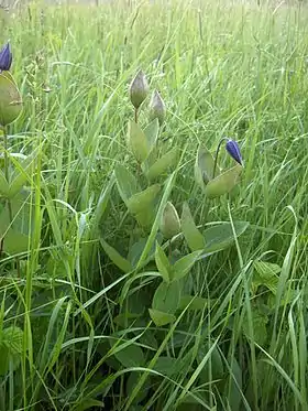 Blå staudeklematis (Clematis integrifolia) Foto: Kispál Zoltán