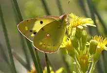 Orange høsommerfugl  -  Colias crocea
