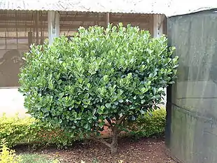 Clusia fluminensis: Vækstform