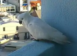 Vild (omend ikke særligt) kakadu.Stor gultoppet kakadu (Cacatua galerita)