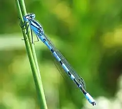 Hestesko-vandnymfe Coenagrion puella