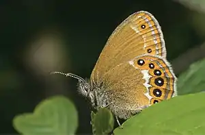 Coenonympha hero