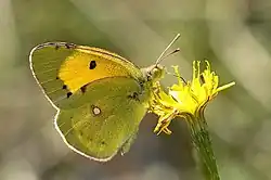 Orange høsommerfugl.