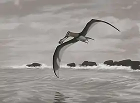 Coloborhynchus piscator,en flyveøgle fra den sene kridttid.