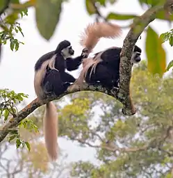 Kappeguereza (Colobus guereza)