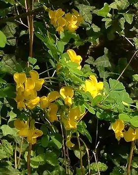 Almindelig Blærebælg (Colutea arborescens) Foto: Jean François Gaffard