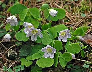 Blomstrende SkovsyreFoto: André Karwath