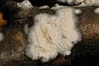 Gul tømmersvamp (Coniophora puteana)