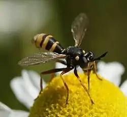 Hvepsefluen Conops quadrifasciatus