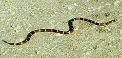 Koralslange (Micrurus sp.)