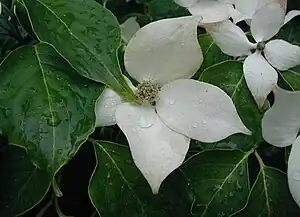 Typiske Kornel-blade og de smukke, renthvide højblade.