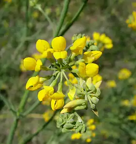 Coronilla juncea Foto: Isabel Rubio