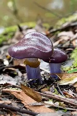 Slørhatte-art (Cortinarius archeri)