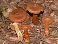 Puklet Giftslørhat Cortinarius speciosissimus.Kulinarisk værdi: