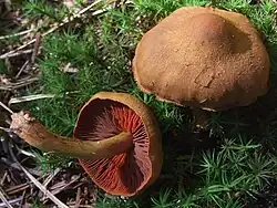 Cinnoberbladet slørhat (Cortinarius semisanguineus)