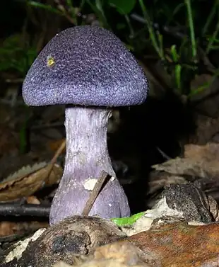 Mørkviolet slørhat (Cortinarius violaceus)