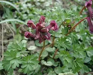 Langstilket lærkespore (Corydalis solida).