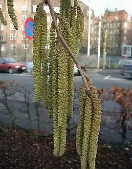 Raklerne på Tyrkisk Hassel.