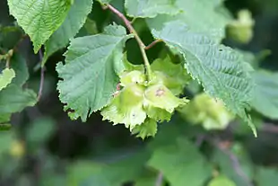 Amerikansk Hassel (Corylus americana) Foto: Forestry Images: American Hazelnut